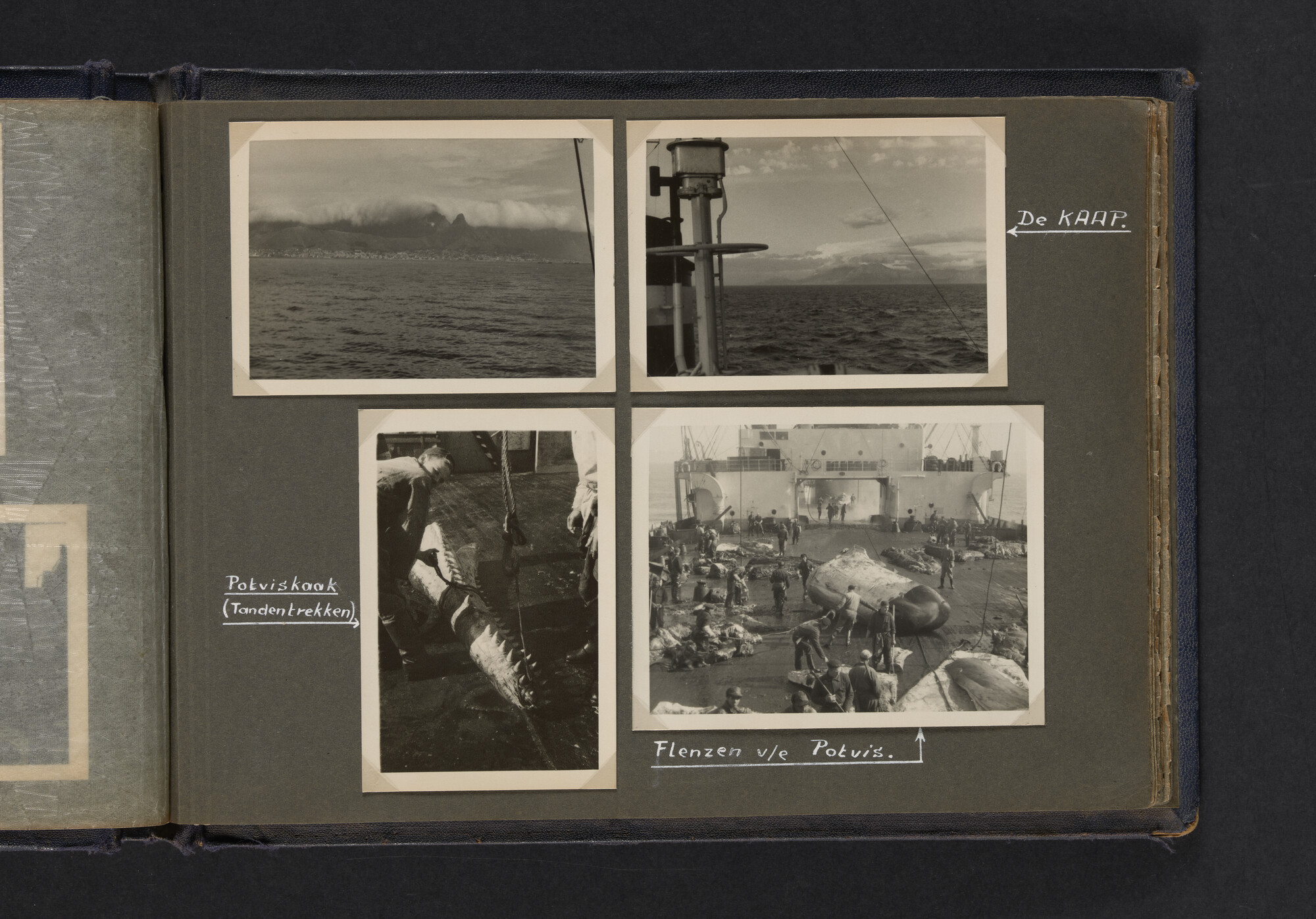 2021.0009; Fotoalbum van Joost Ossewaarde, 4e radiotelegrafist op walvismoederschip Willem Barendsz (II) en walvisjagers, met foto's van vangstseizoenen 1955-1956 en 1956-1957.; fotoalbum