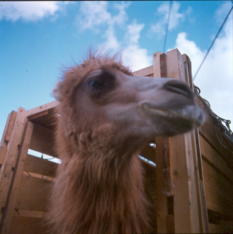 S.9100(8373); Dutch Camels on Honeymoon trip to Indonesia. Dia van het inschepen van twee drommedarissen; diapositief