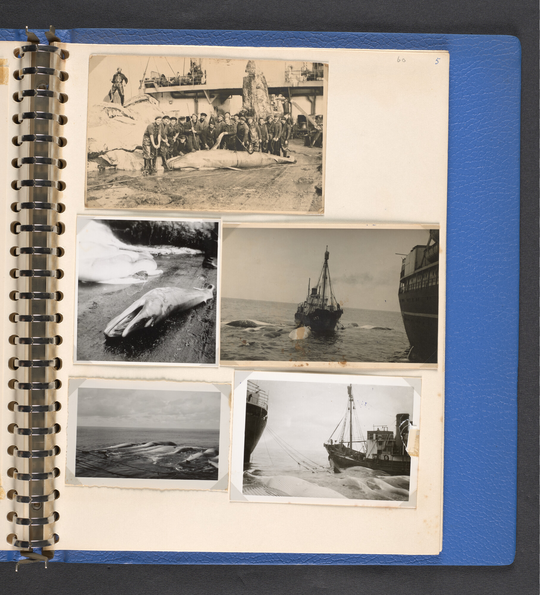 2022.1516; Multomap met foto's gemaakt tijdens reizen van walvisfabrieksschip Willem Barendsz (I), seizoenen 1947-'48 t/m 1950-'51; fotoalbum