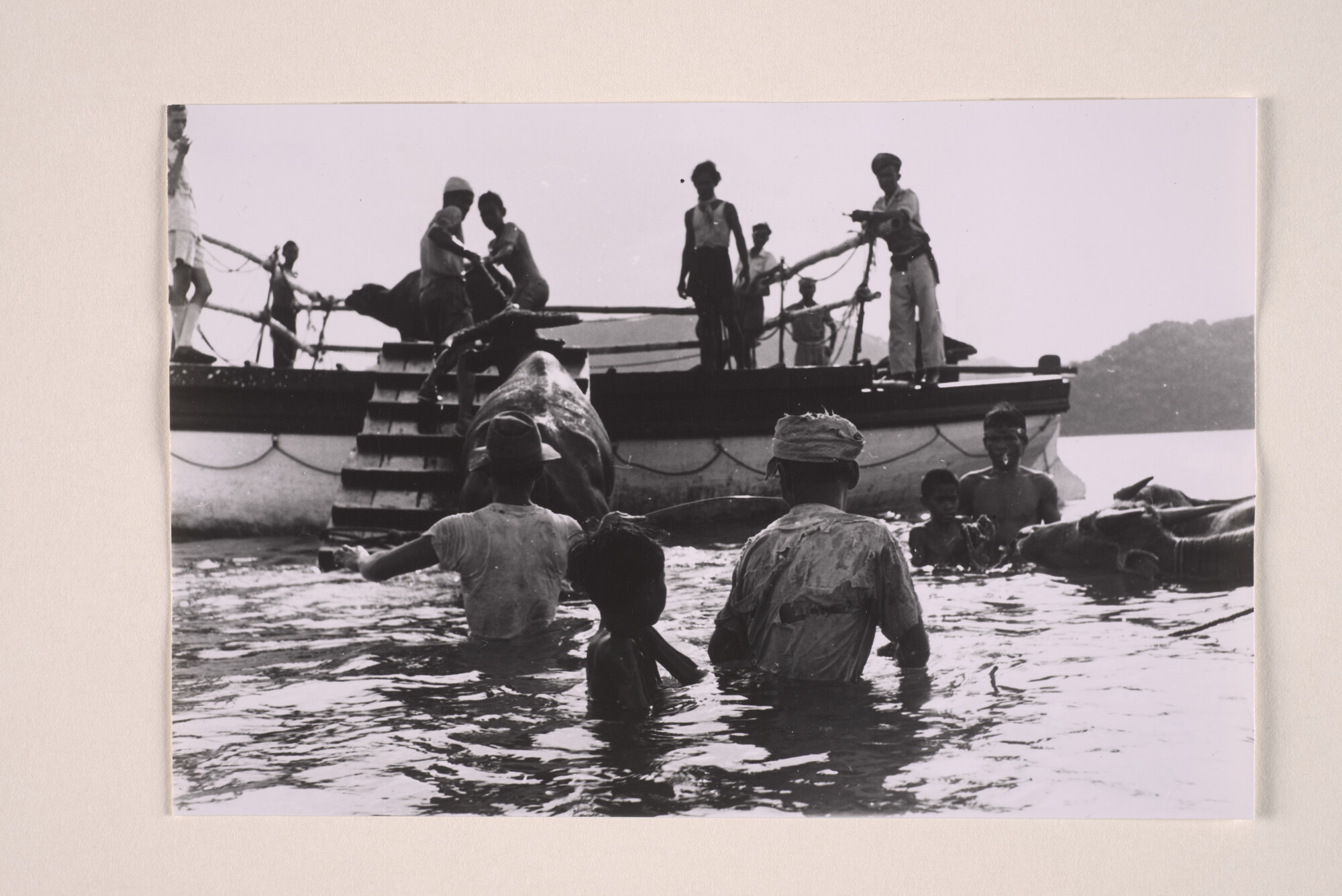 1994.5880; Foto's van het laden van koeien aan boord van een laadboot van de KPM; fotoreportage