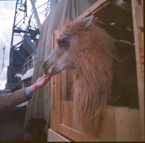 S.9100(8432); Dutch Camels on Honeymoon trip to Indonesia. Dia van het inschepen van twee drommedarissen; diapositief