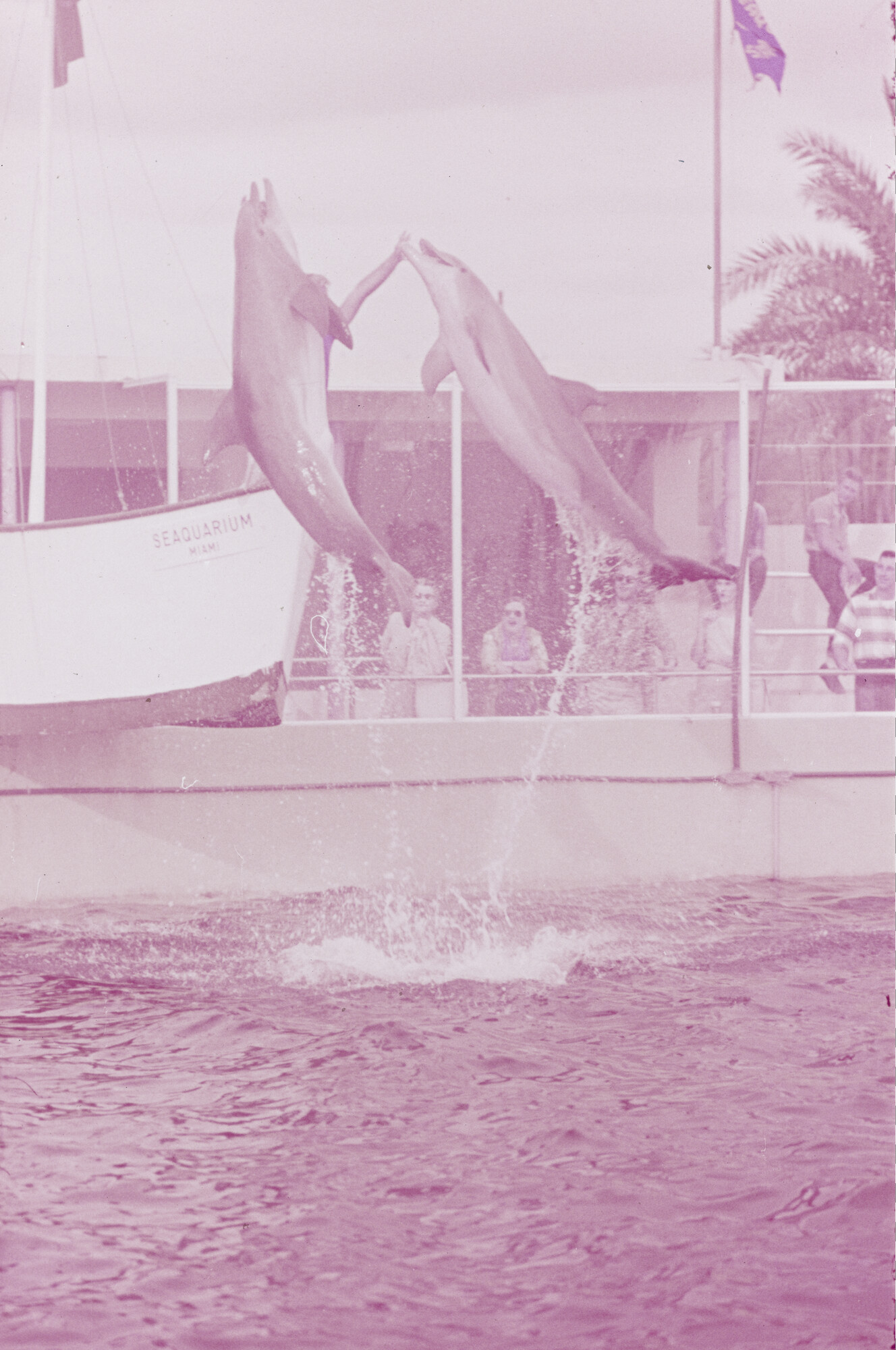 2015.0758; Dia van het dolfinarium in Sydney; diapositief