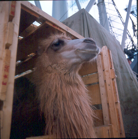 S.9100(8377); Dutch Camels on Honeymoon trip to Indonesia. Dia van het inschepen van twee [...]; diapositief