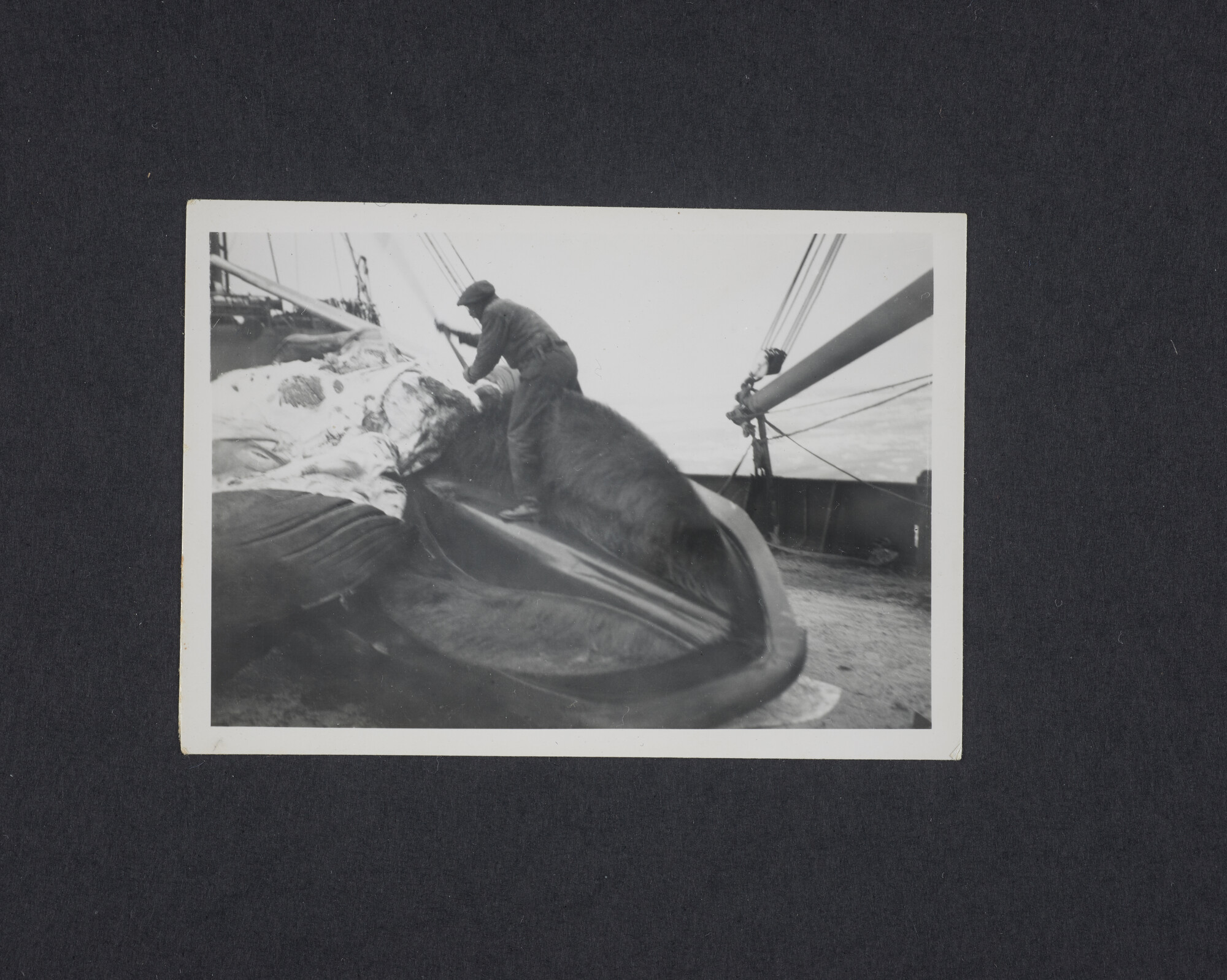 2016.2643; Zwart-wit foto van het slachten van een vinvis a/b de Willem Barendsz (I); foto