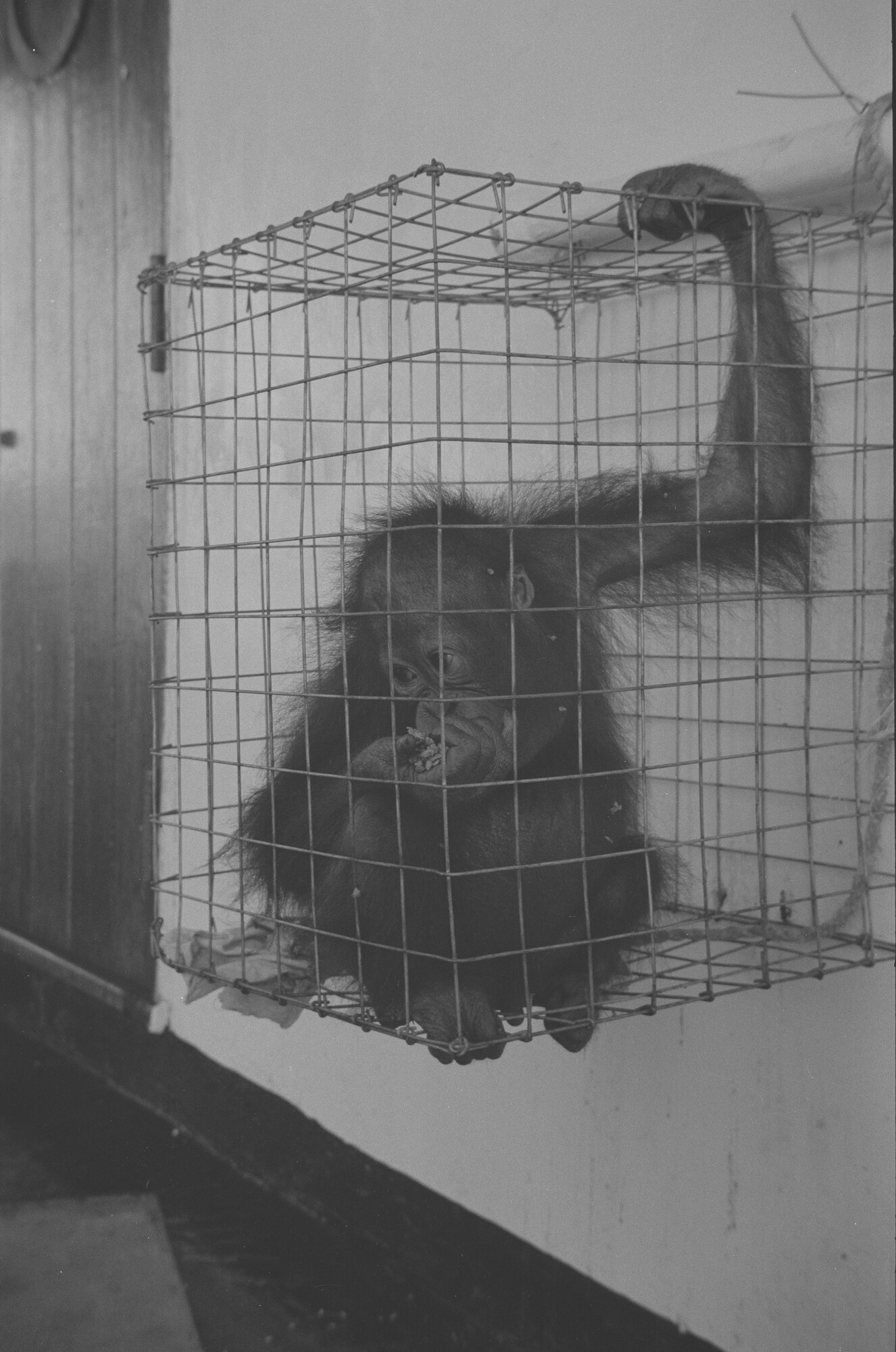 2015.1352; Negatief van ss. Roepat tijdens een vaart met uitheemse dieren; negatief