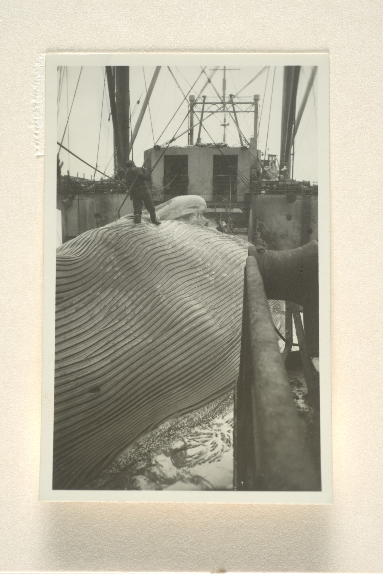 1996.0580; Fotoimpressies van de walvisverwerking en leven aan boord van het walvismoederschip ms. Willem Barendsz (I); fotoreportage