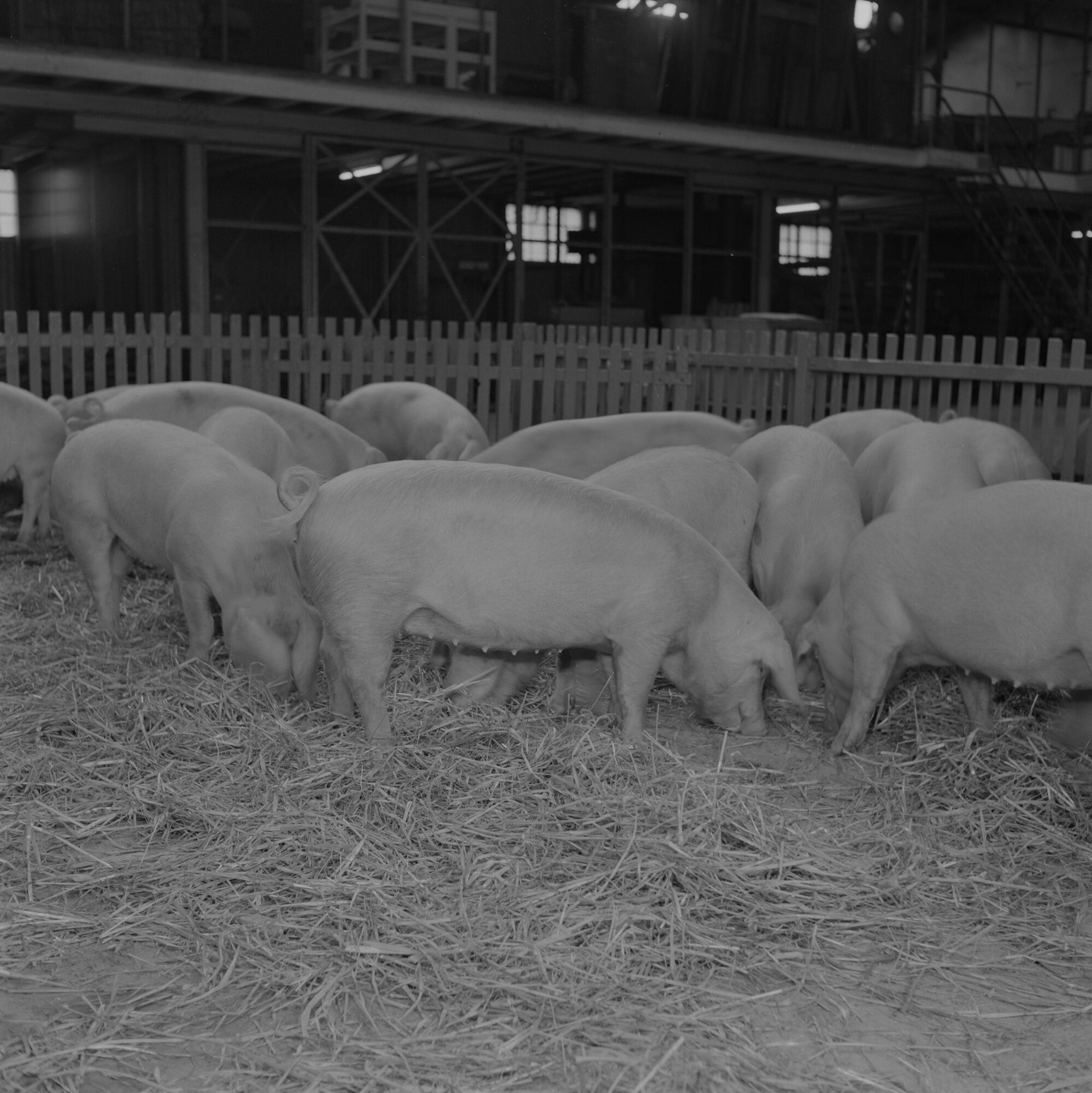 2015.1815; Negatief van varkens voor transport met ms. Neder Weser; negatief