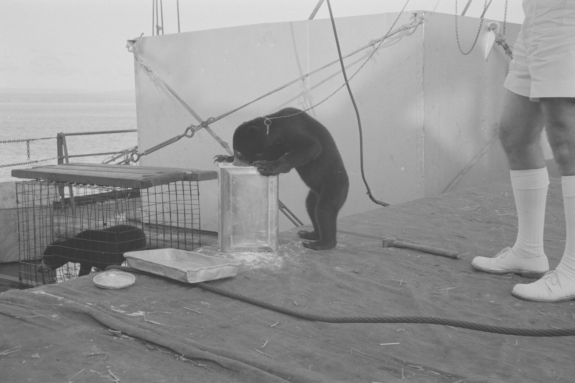 2015.1366; Negatief van ss. Roepat tijdens een vaart met uitheemse dieren; negatief