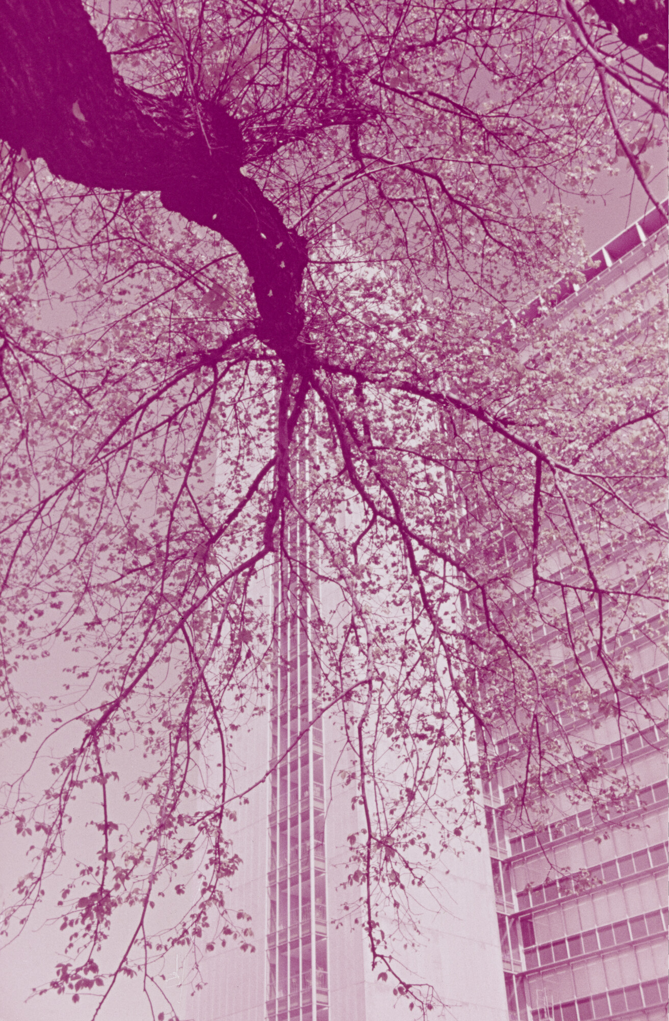 2015.0743; Dia van hoge flatgebouwen in Melbourne; diapositief