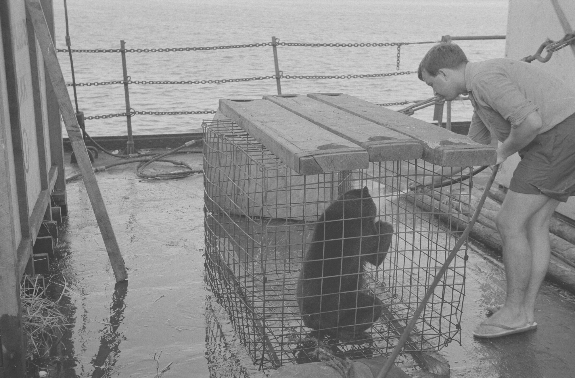 2015.1376; Negatief van ss. Roepat tijdens een vaart met uitheemse dieren; negatief