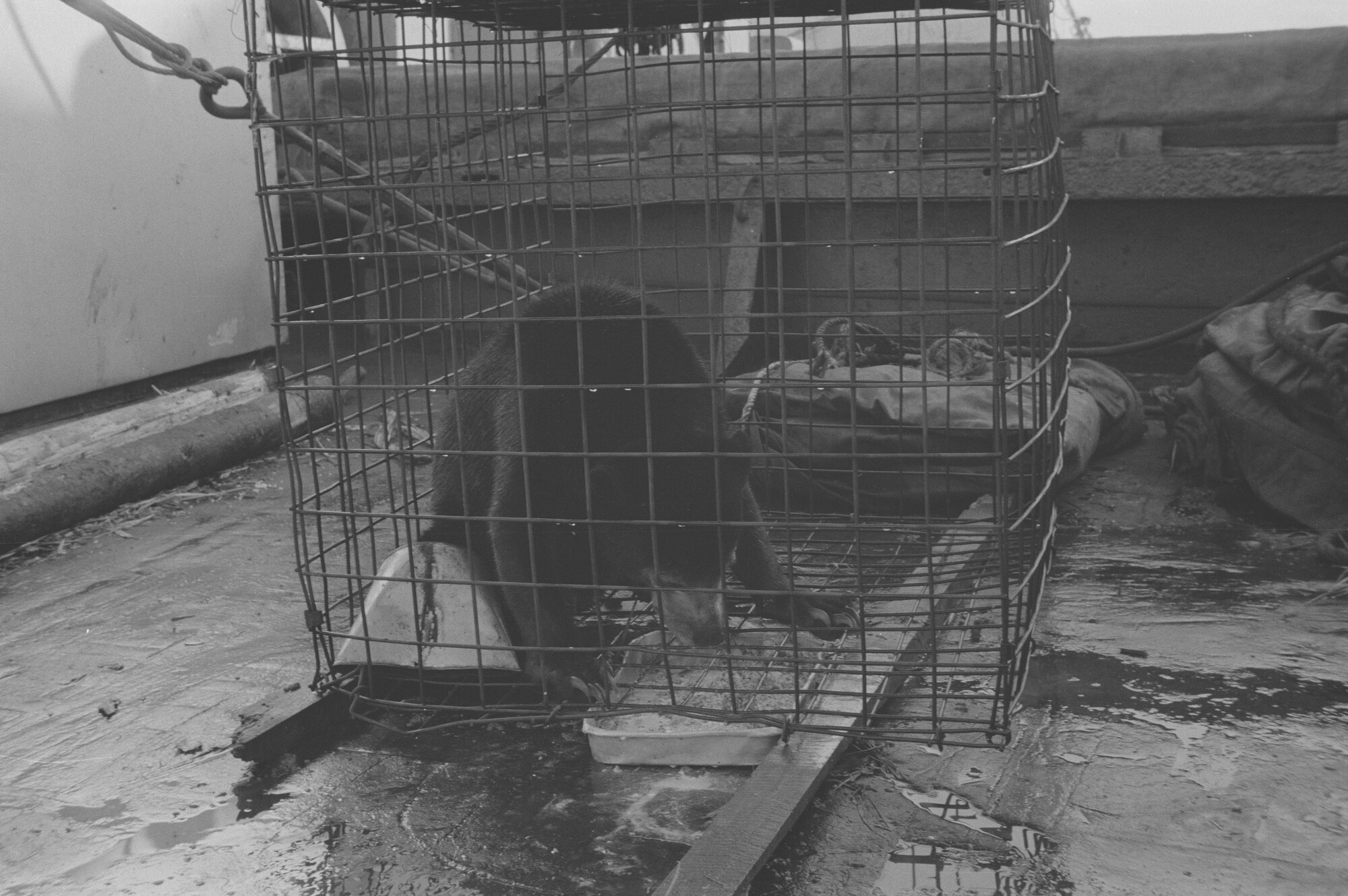 2015.1367; Negatief van ss. Roepat tijdens een vaart met uitheemse dieren; negatief