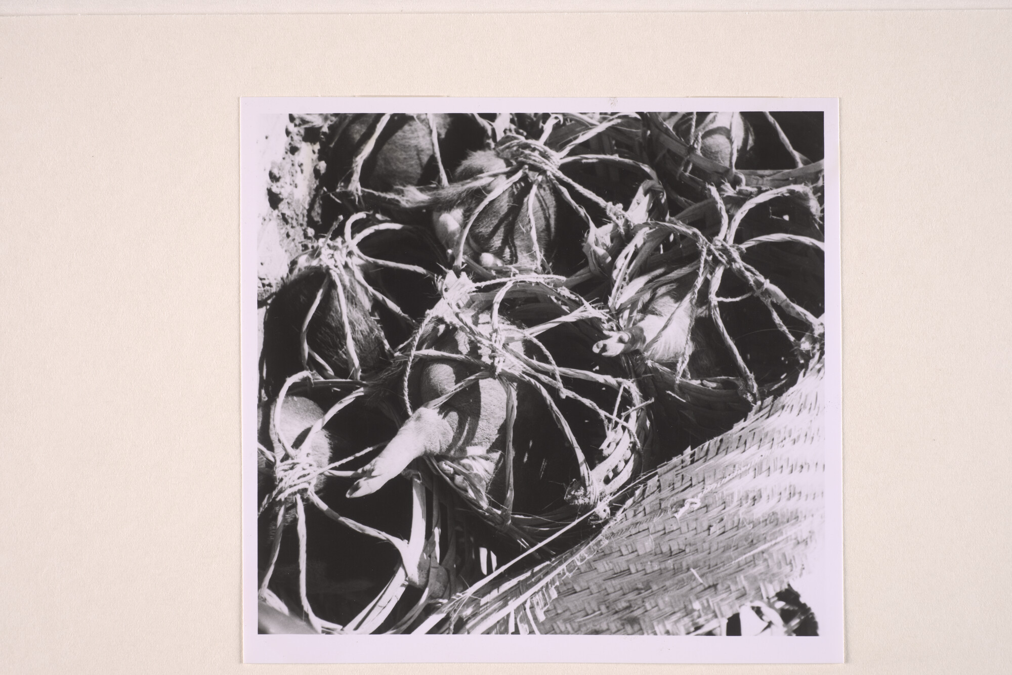1994.5765; Fotos van het vervoer en het lossen van varkens; fotoreportage