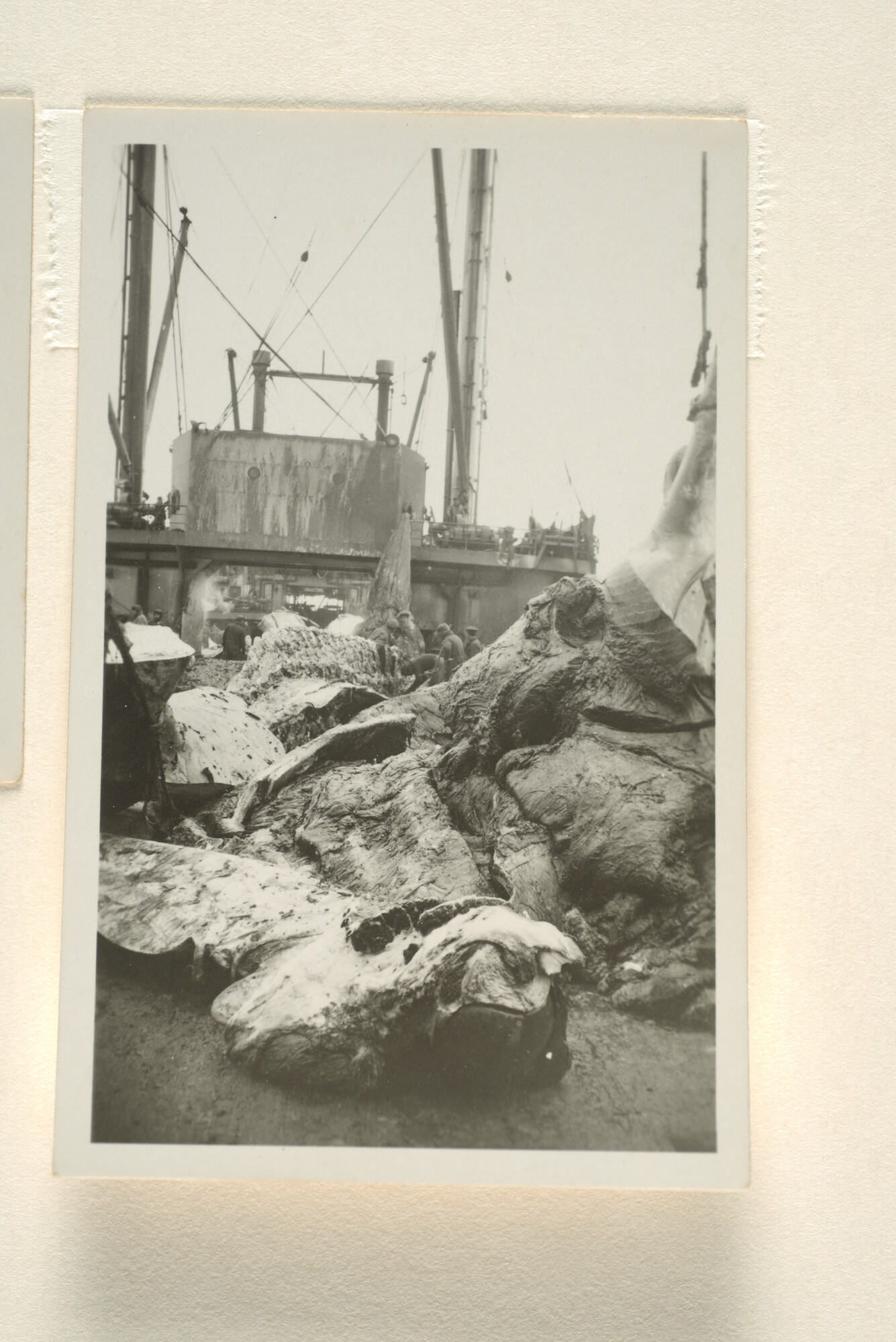 1996.0581; Fotoimpressies van de walvisverwerking en leven aan boord van het walvismoederschip ms. Willem Barendsz (I); fotoreportage