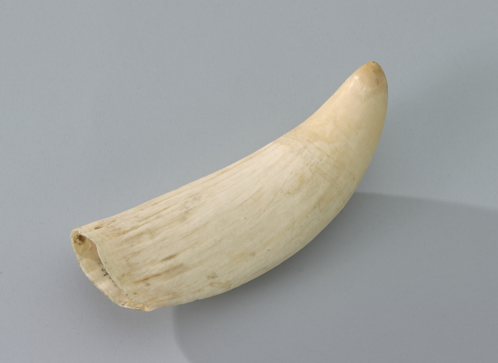 S.3466(01); Tand van een potvis; tand