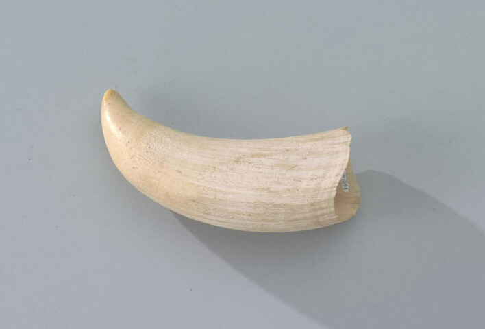 S.7737; Tand van een potvis; tand