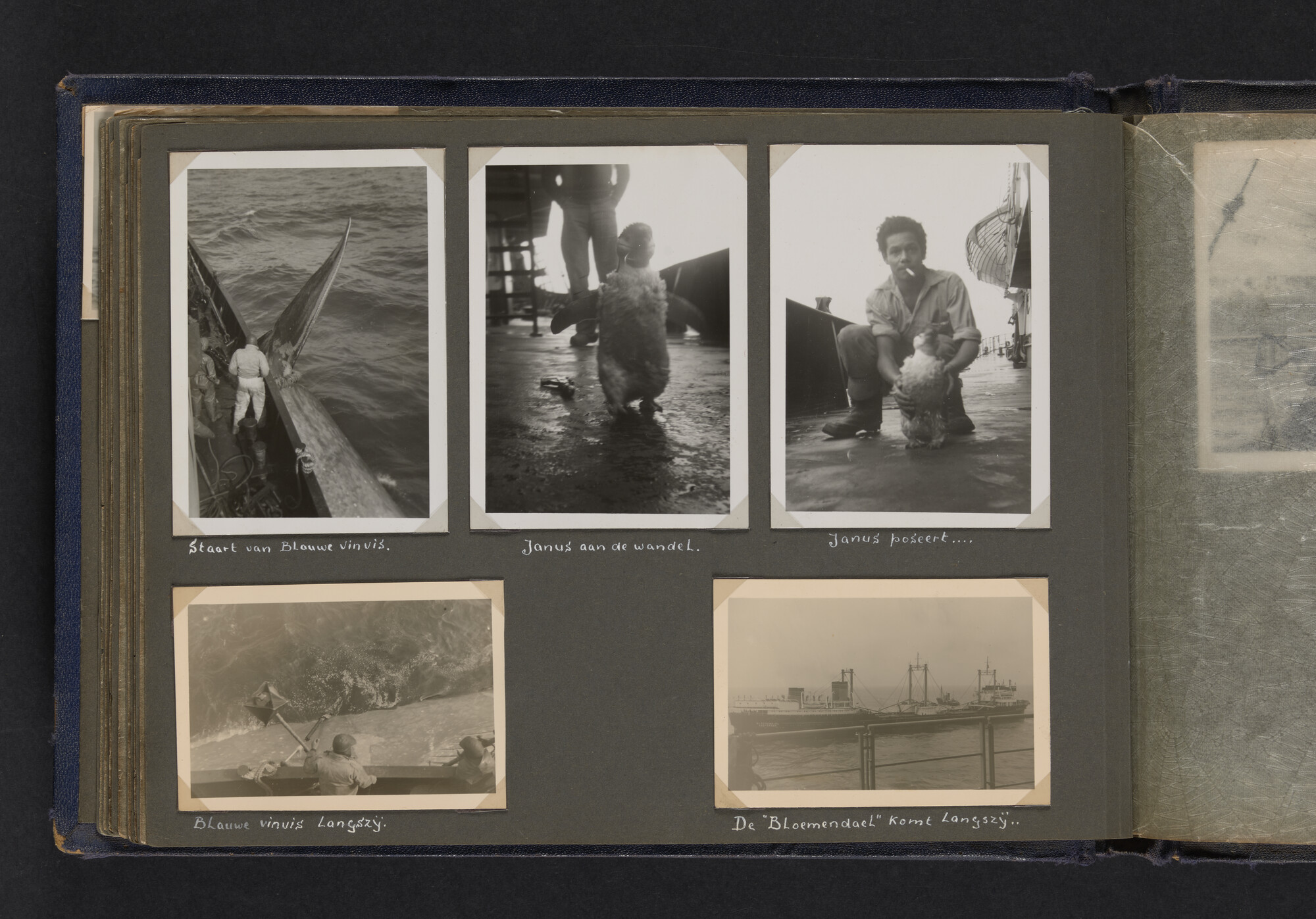 2021.0009; Fotoalbum van Joost Ossewaarde, 4e radiotelegrafist op walvismoederschip Willem Barendsz (II) en walvisjagers, met foto's van vangstseizoenen 1955-1956 en 1956-1957.; fotoalbum