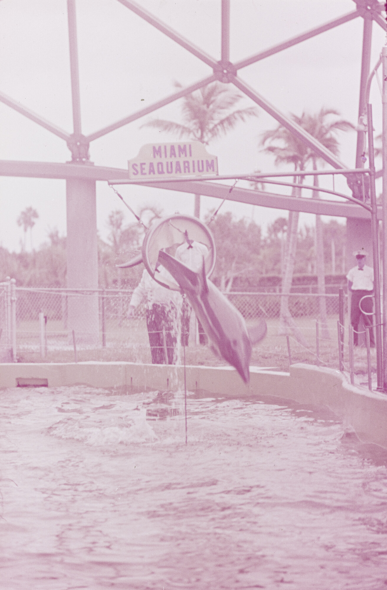 2015.0764; Dia van het dolfinarium in Sydney; diapositief