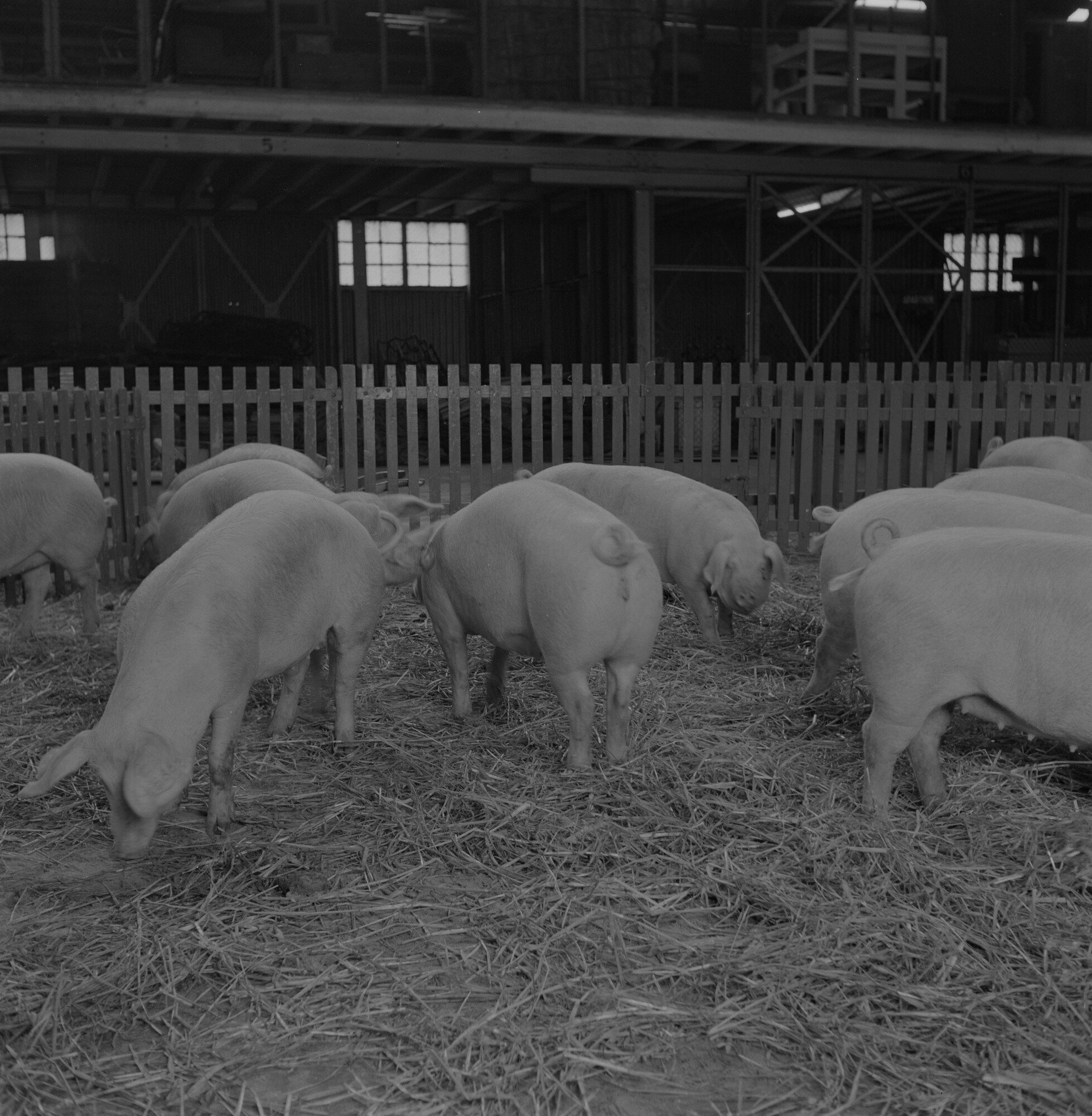 2015.1813; Negatief van varkens voor transport met ms. Neder Weser; negatief