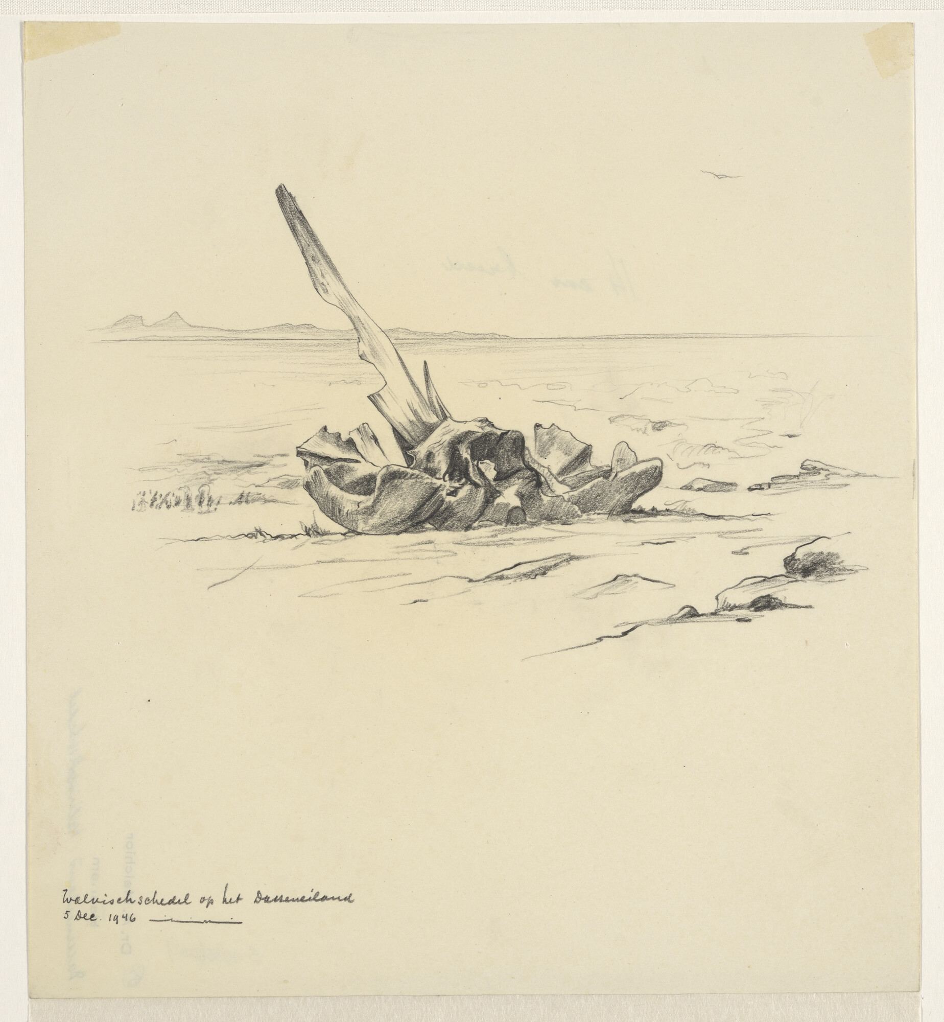 S.4035(032); Walvisschedel op het strand; tekening