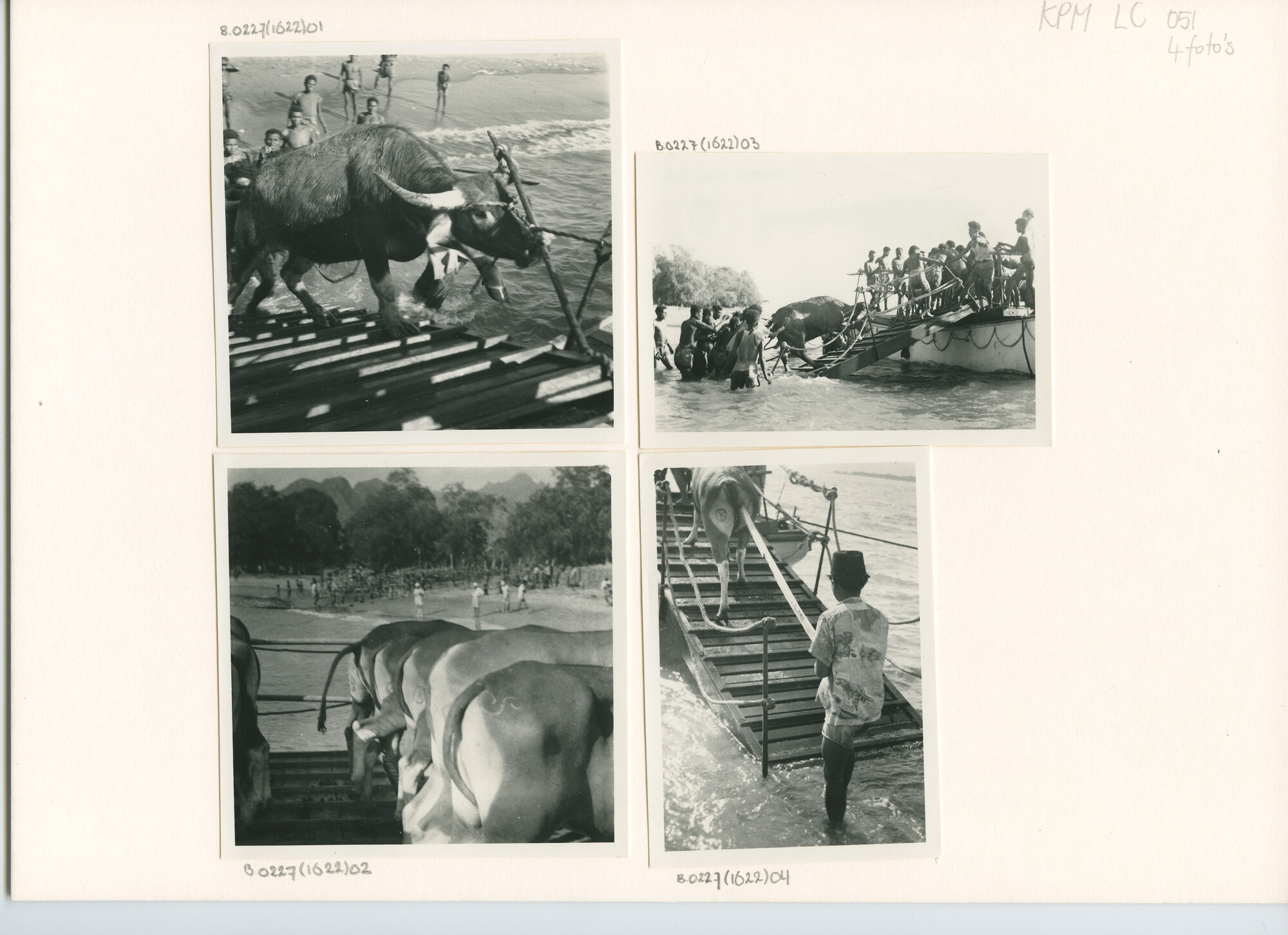 B.0227(1622)02; Foto van het laden van karbauwen a/b laadboten van ms. Waibalong te Wini (Noord Timor); foto