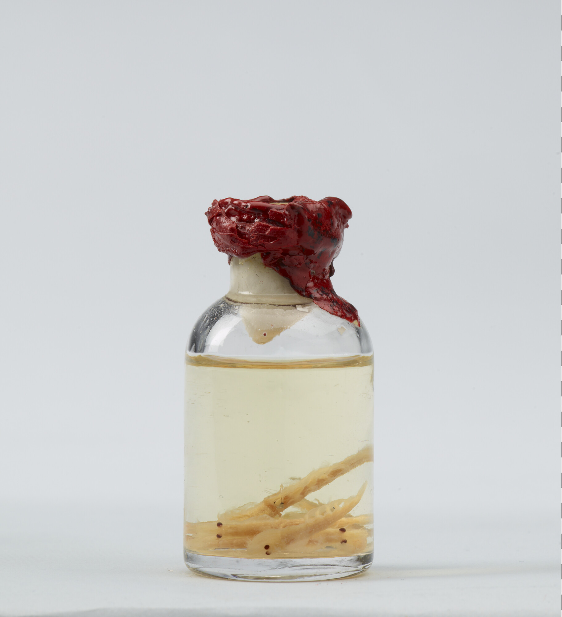 S.7055(01); Geprepareerde kleine kril, afkomstig van Antarctica; preparaat