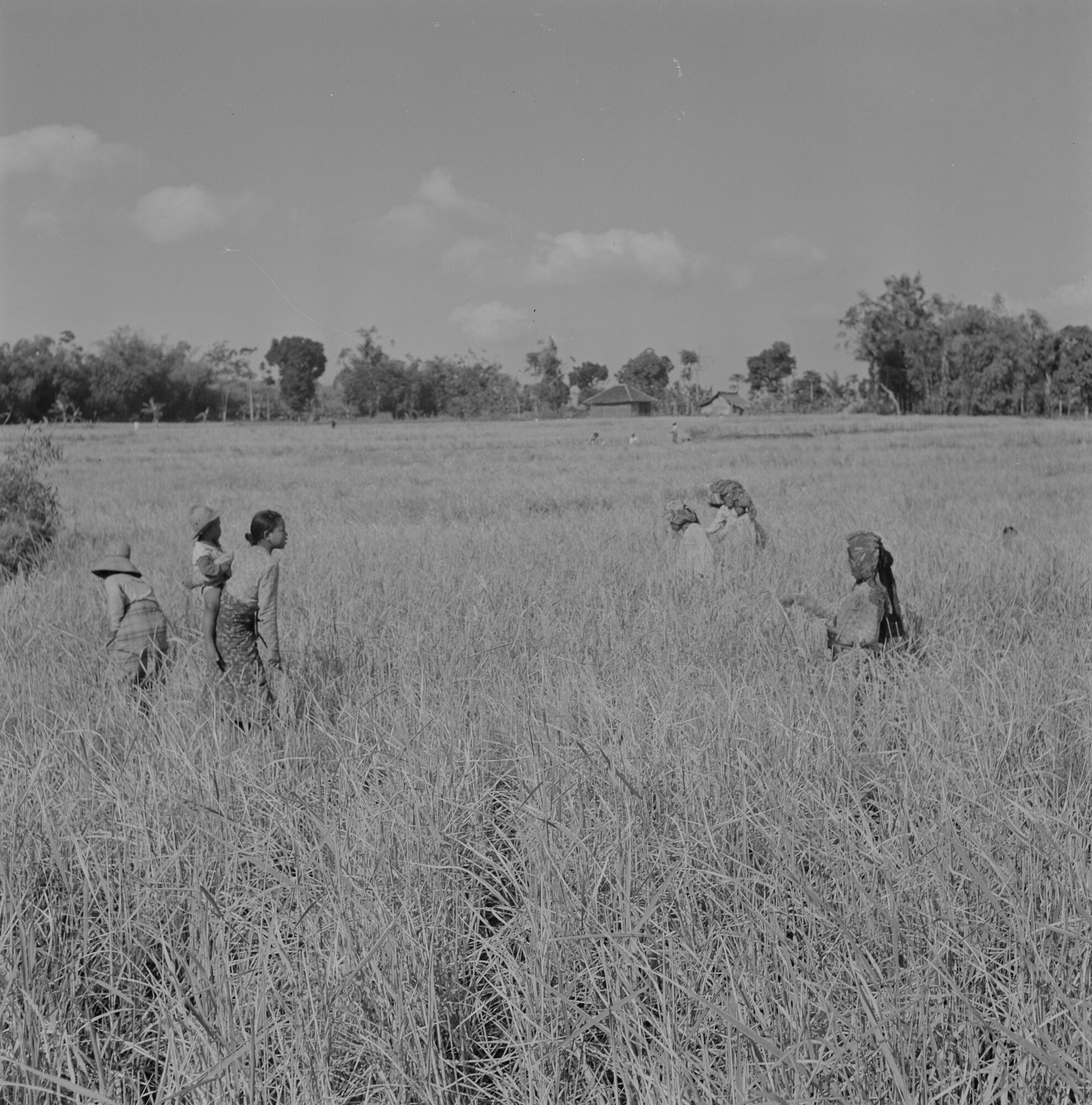 2015.2798; Negatief van rijstplukkers in een sawah (rijstveld); negatief