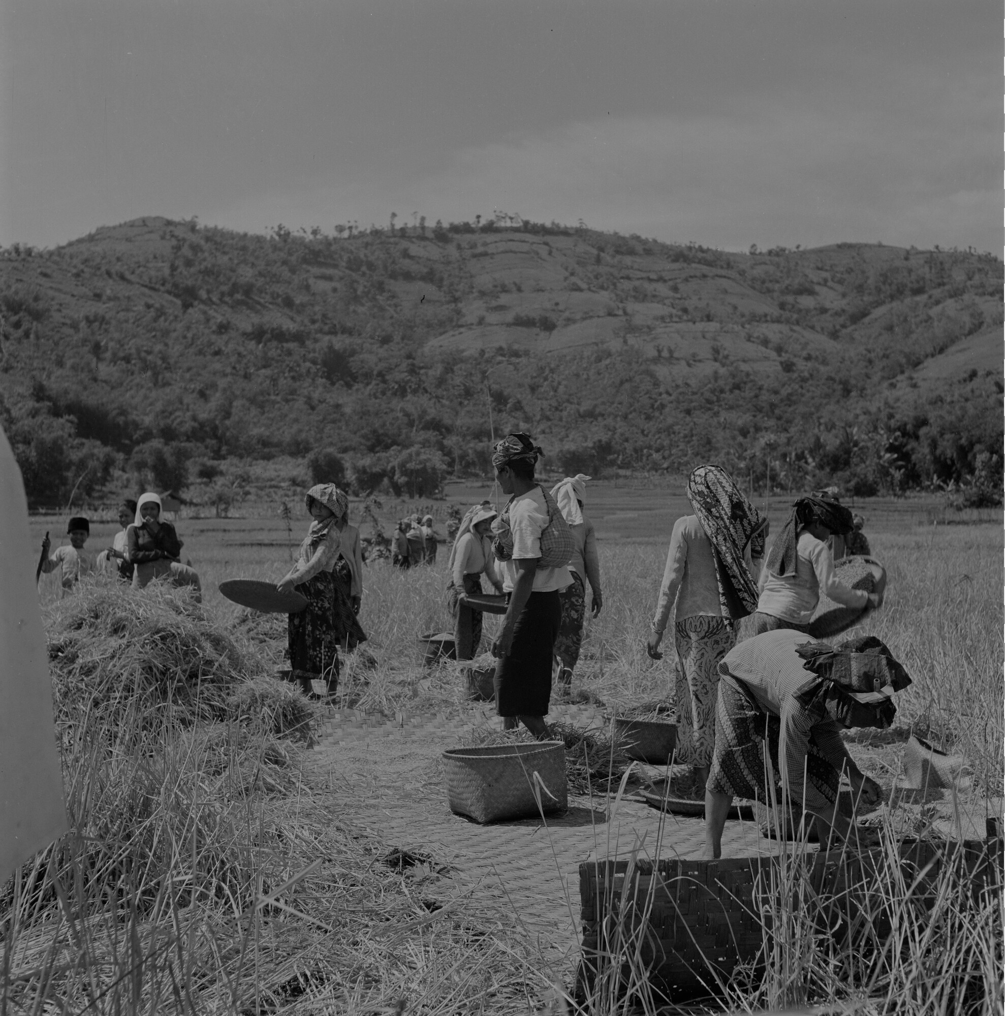 2015.2795; Negatief van rijstplukkers in een sawah (rijstveld); negatief