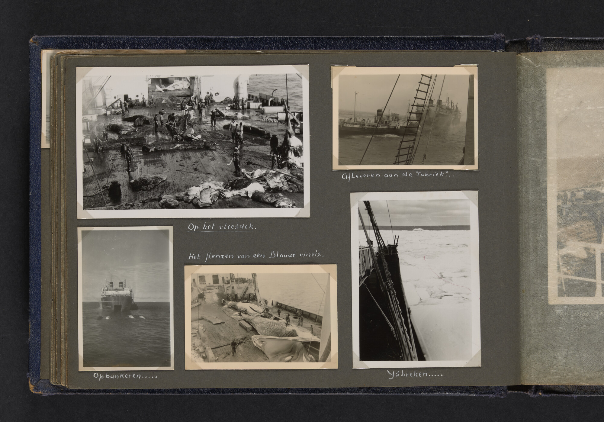 2021.0009; Fotoalbum van Joost Ossewaarde, 4e radiotelegrafist op walvismoederschip Willem Barendsz (II) en walvisjagers, met foto's van vangstseizoenen 1955-1956 en 1956-1957.; fotoalbum