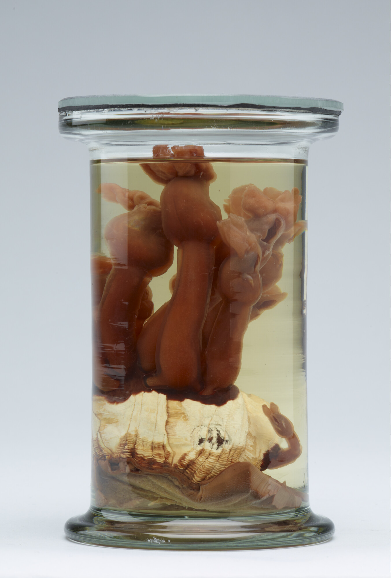 S.7055(20); Geprepareerde zeepok, afkomstig van de huid van een bultrug; preparaat