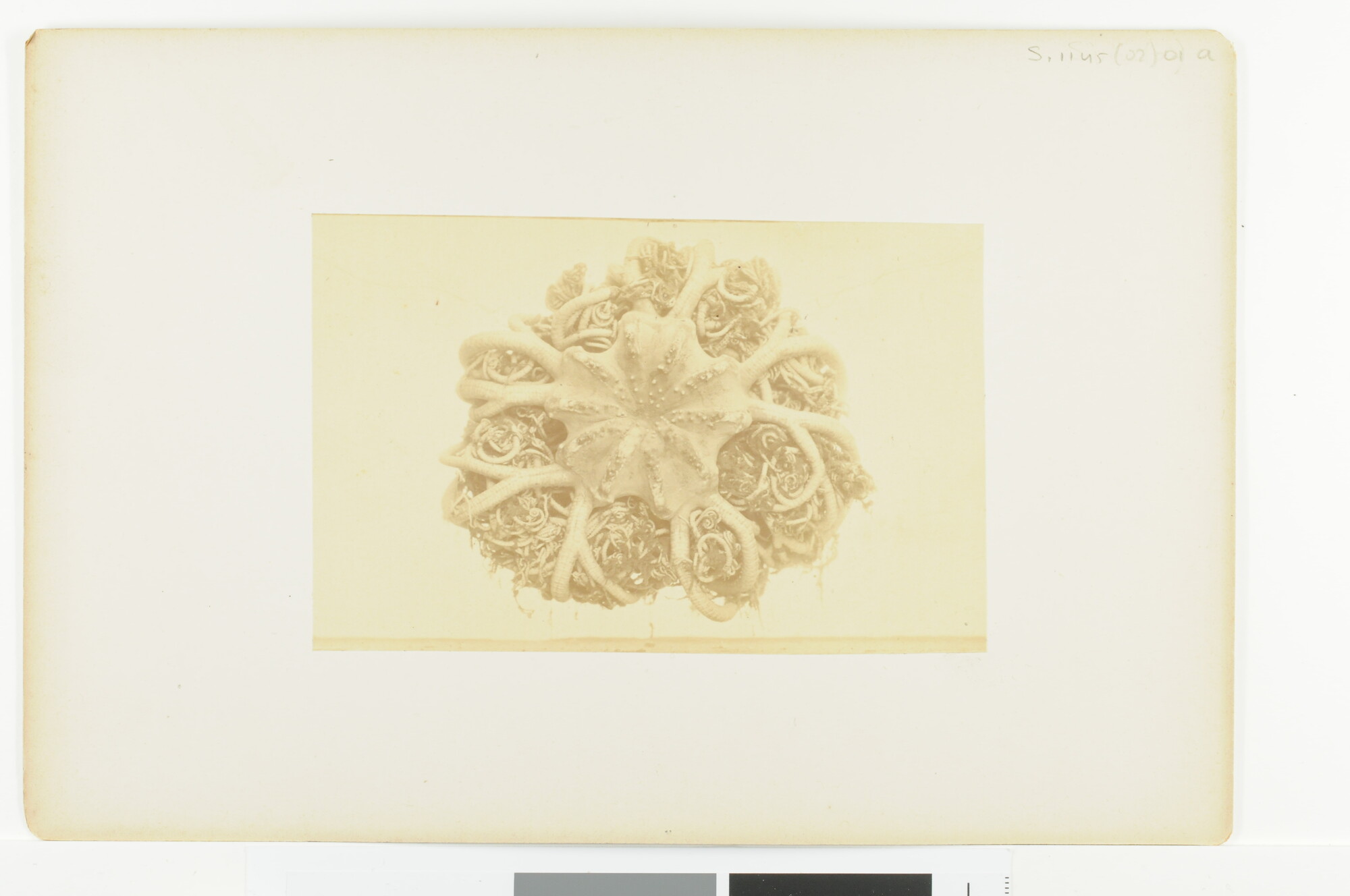 S.1145(02)01; Voor- en achterzijde van de brokkel- of slangster (Astropython behorend tot de Euryaleae); fotoreportage