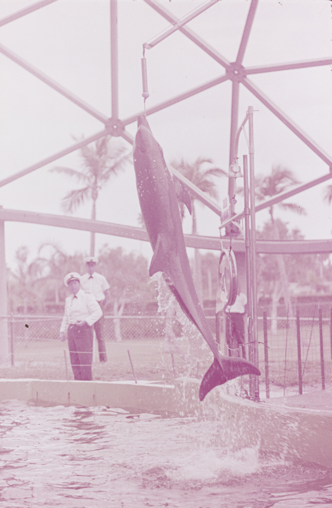 2015.0770; Dia van het dolfinarium in Sydney; diapositief