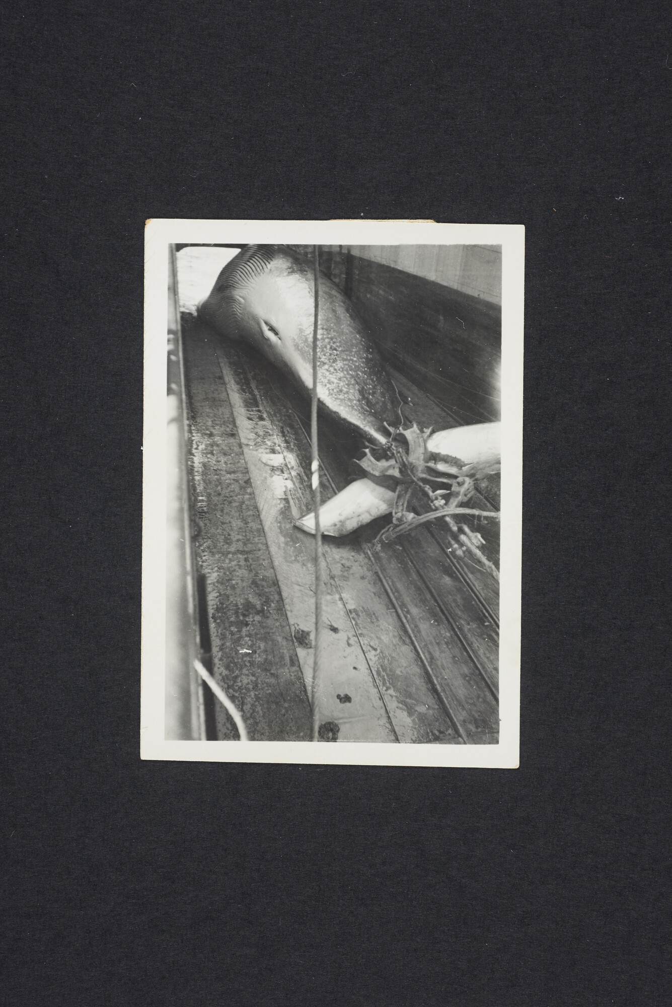 2016.2619; Zwart-wit foto van een gedode vinvis in de slipway van de Willem Barendsz (I); foto