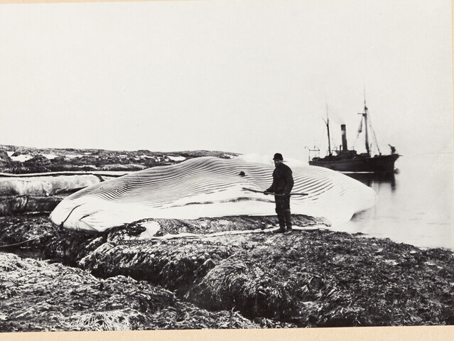 A.0123(05)10; Kooldruk van glasnegatief van de Vierde Noordpoolreis van de Willem Barents in 1881; fotoreportage