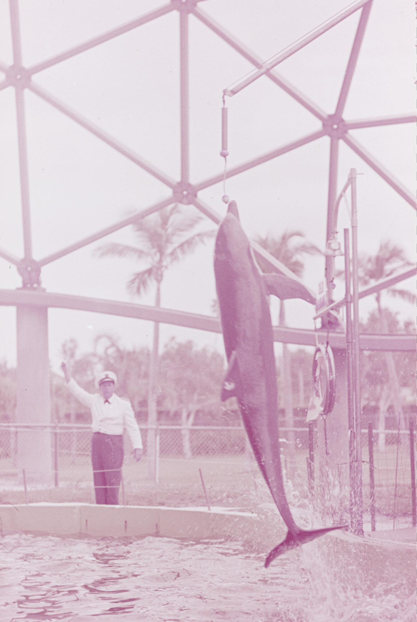 2015.0760; Dia van het dolfinarium in Sydney; diapositief