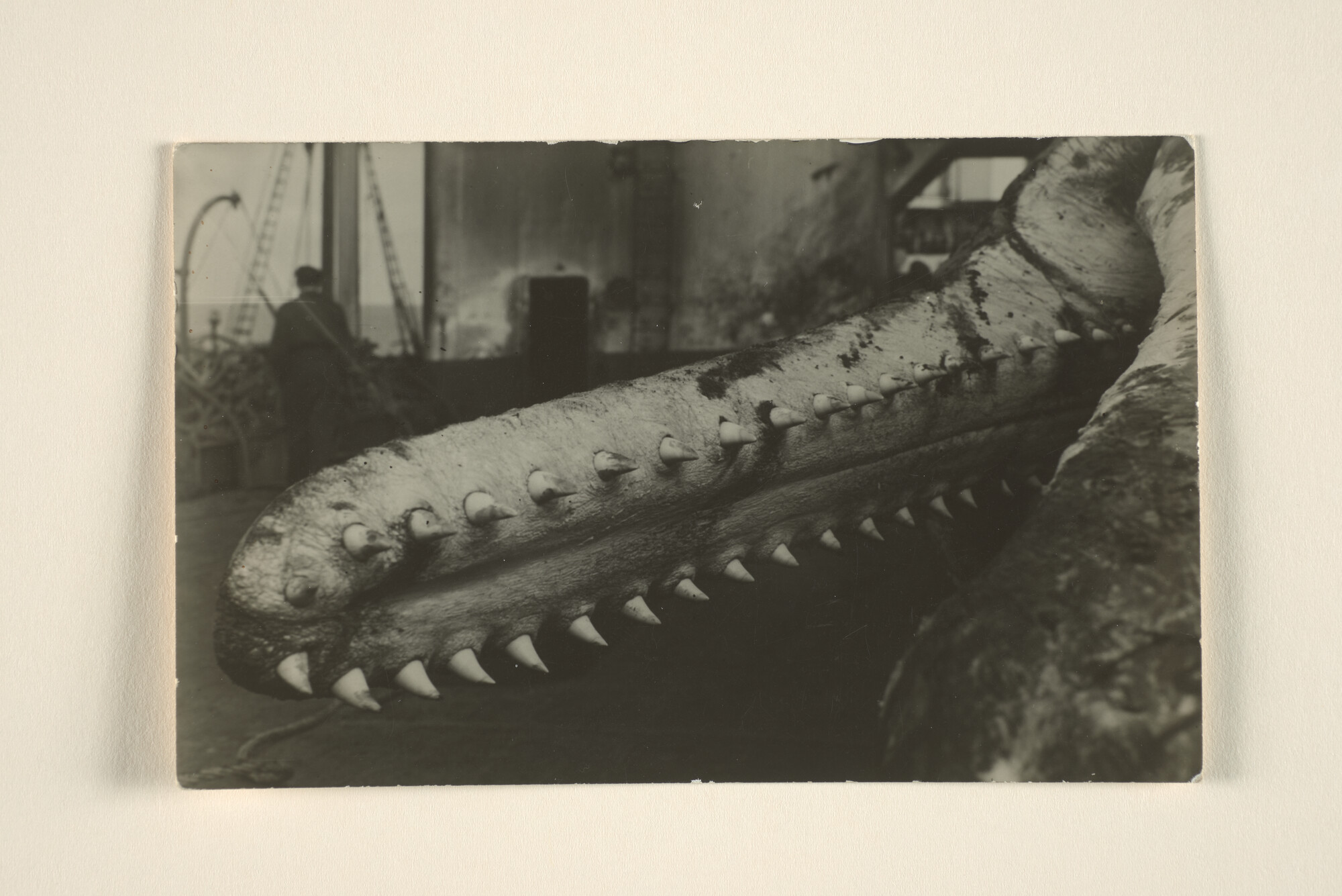 1996.0584; De onderkaak van een walvis aan boord van het walvismoederschip ms. Willem Barendsz (I); foto