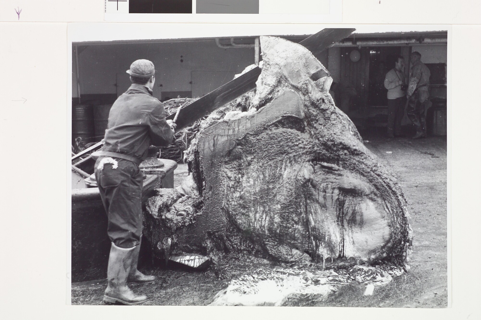 2009.1197; Zwart-wit foto van de walvisvangst op de Willem Barendsz (II); foto