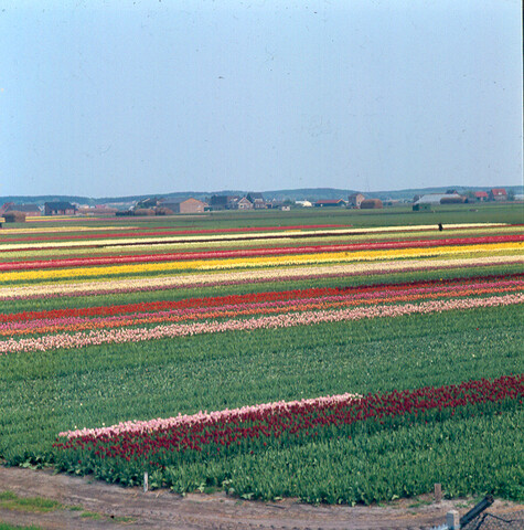S.9100(5292); Dia van de Keukenhof bij Lisse. Bloembollenvelden; diapositief