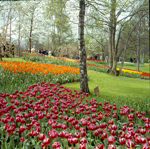 S.9100(0745); De 'Keukenhof' bij Lisse; diapositief