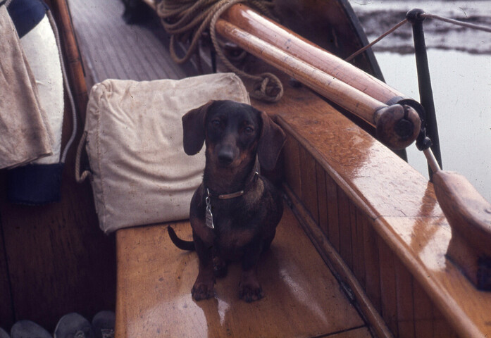 2014.0139; Dia van een hond aan boord van botterjacht Houtrib; kleurendia