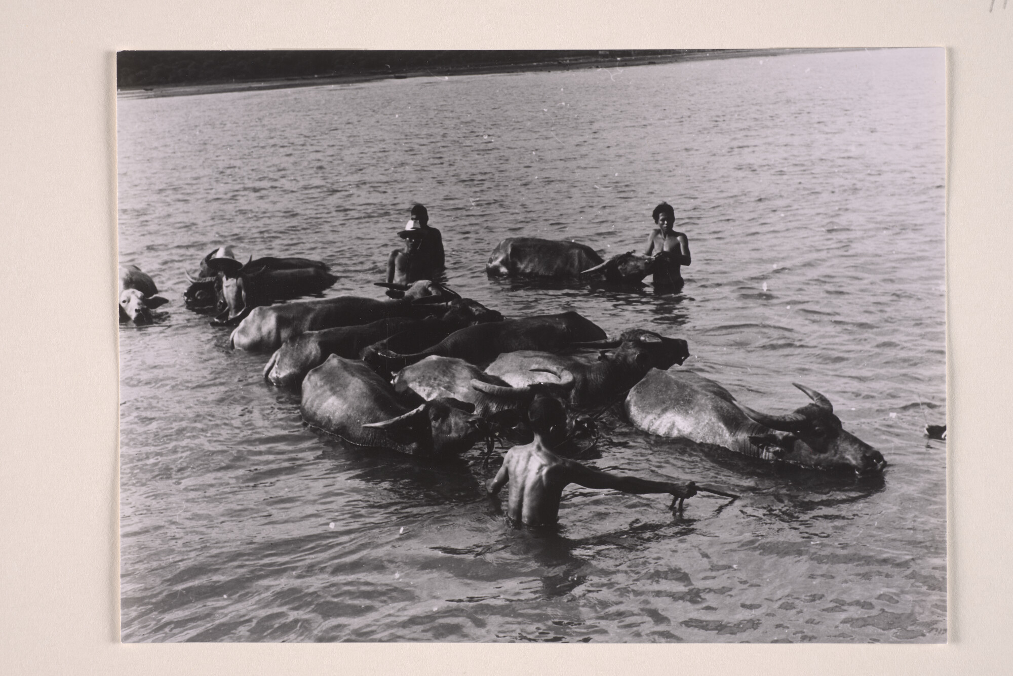 1994.5880; Foto's van het laden van koeien aan boord van een laadboot van de KPM; fotoreportage