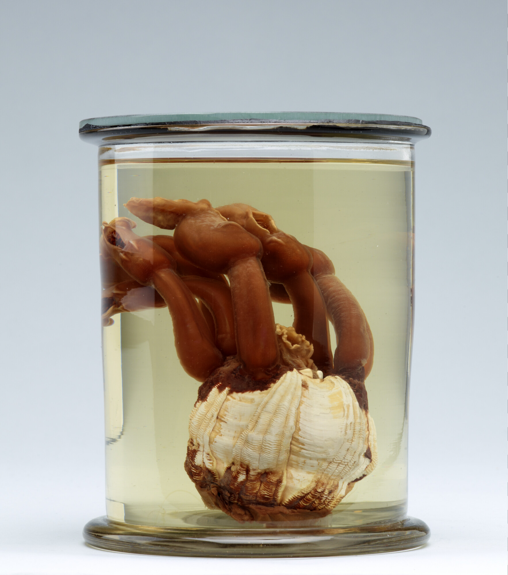 S.7055(21); Geprepareerde zeepok, afkomstig van de huid van een bultrug; preparaat