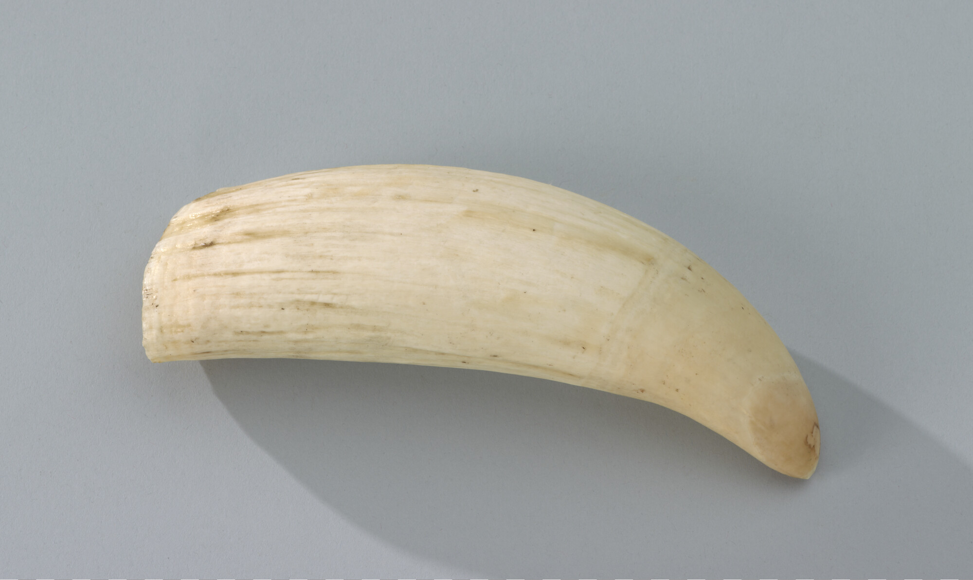 S.3466(01); Tand van een potvis; tand