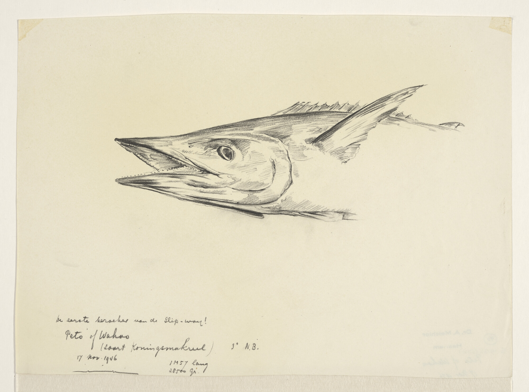 S.4035(014); Peto of Wahoo; tekening