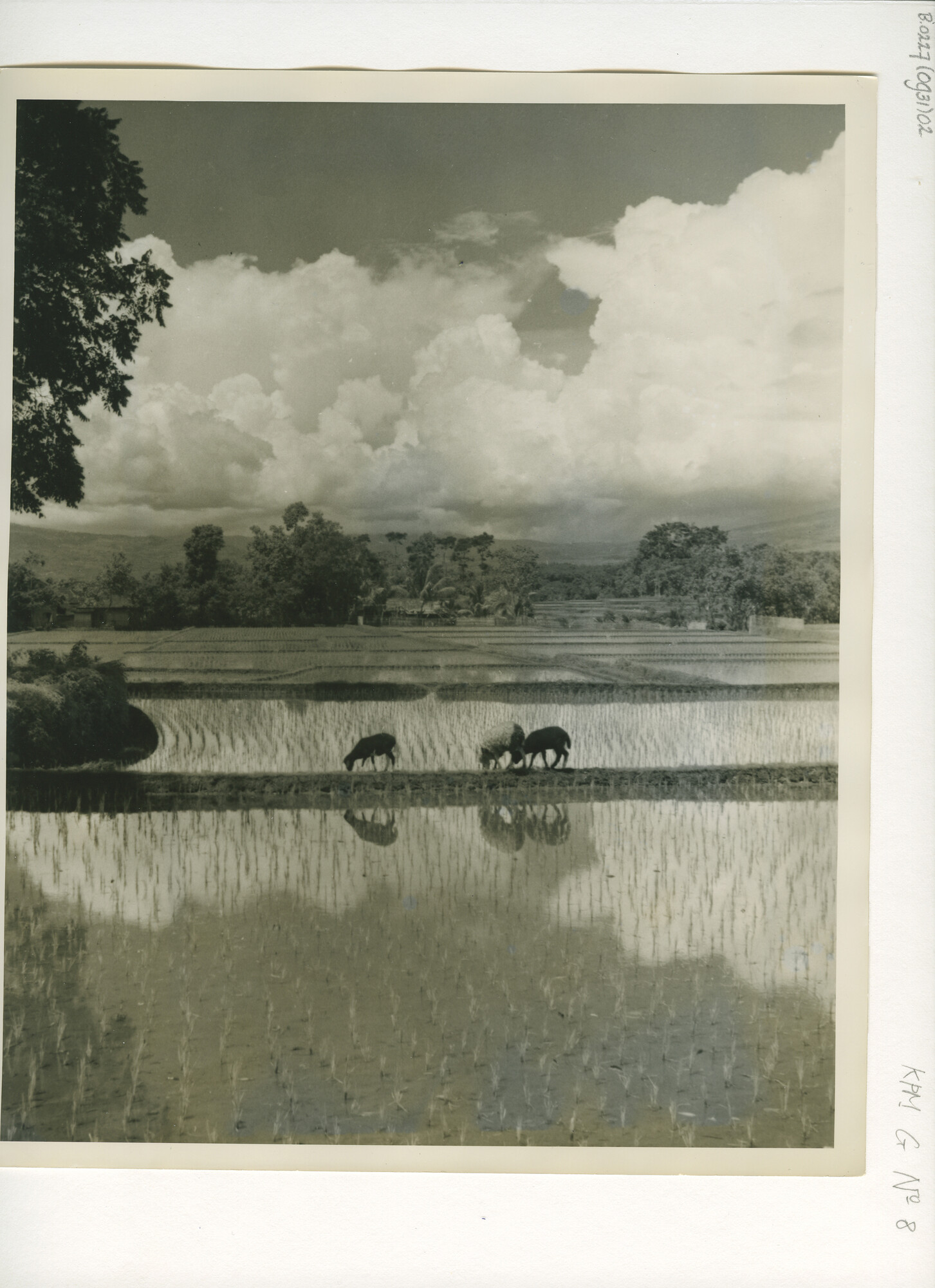 B.0227(0931)02; Foto van het werk op de sawah's (rijstvelden) bij Garoet op West-Java; foto