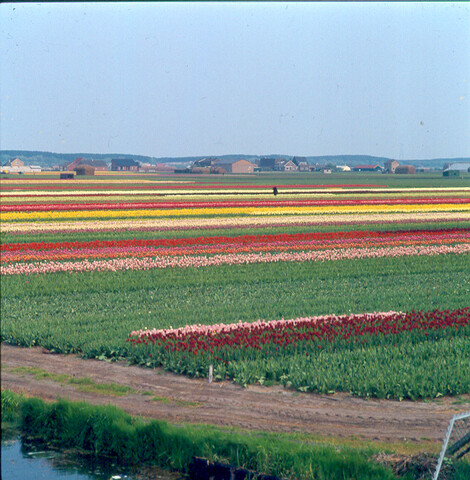 S.9100(5293); Dia van de Keukenhof bij Lisse. Bloembollenvelden; diapositief