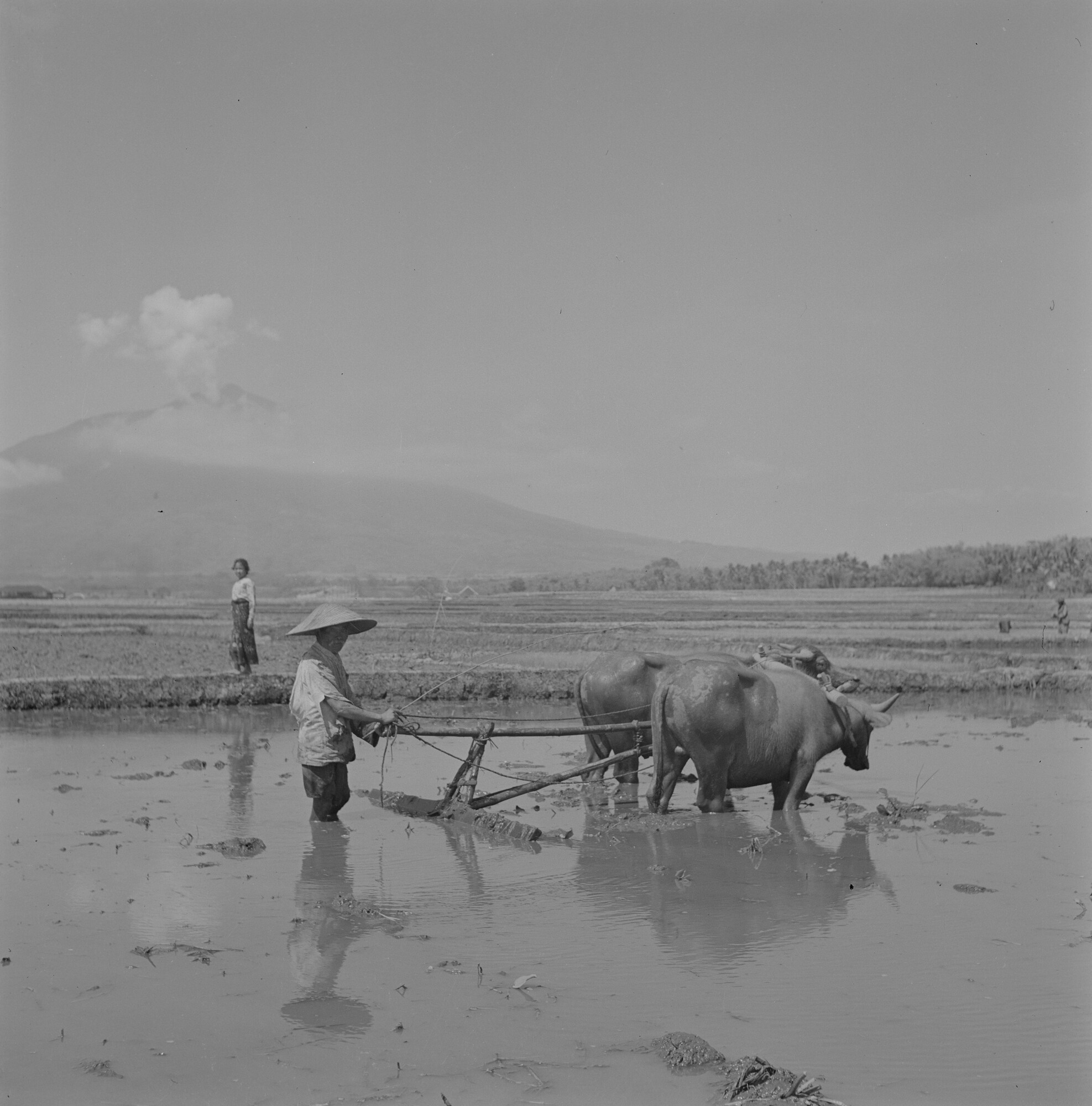 2015.2800; Negatief van een boer met een ploeg getrokken door karbouwen of waterbuffels in een sawah (rijstveld); negatief