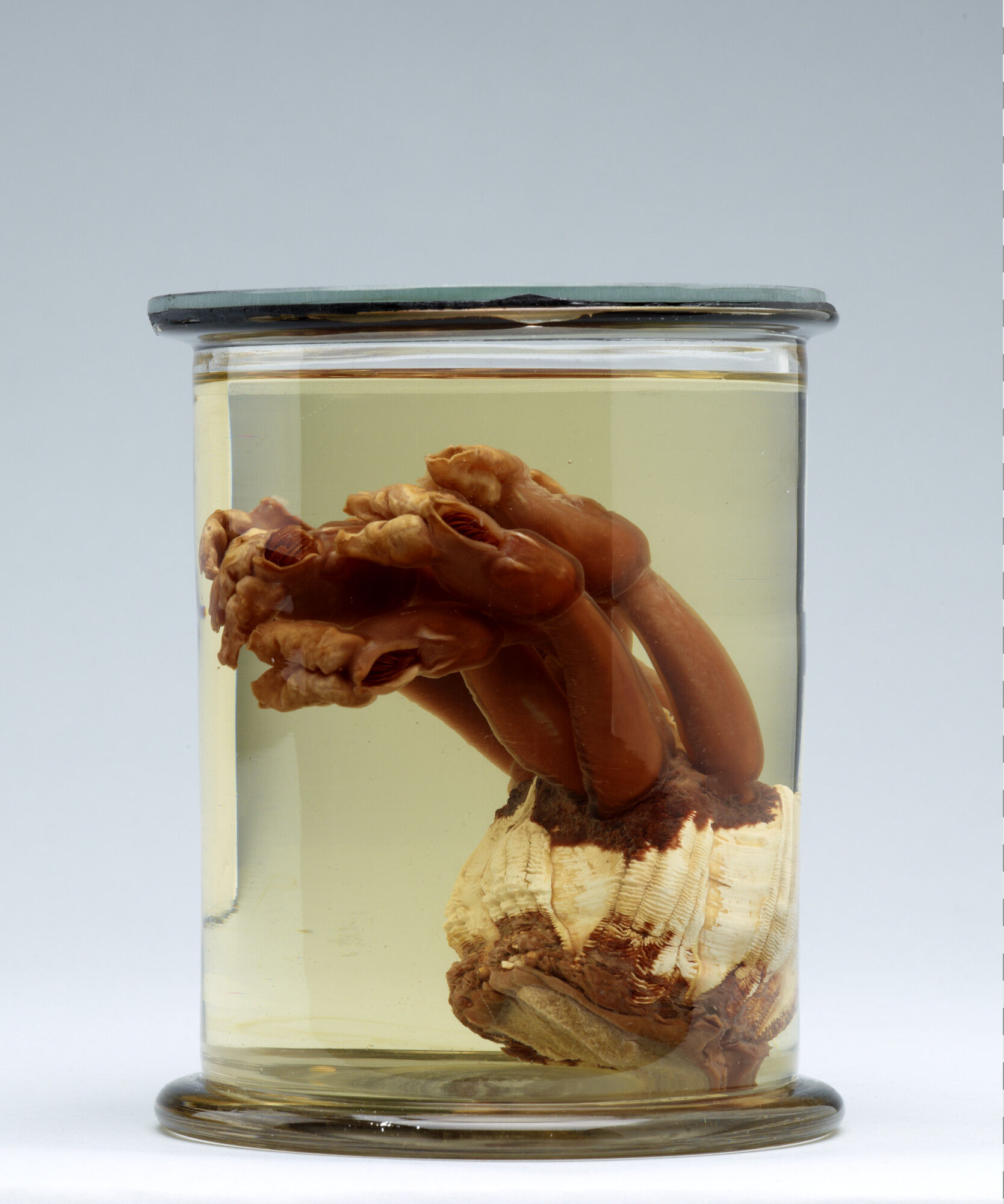 S.7055(21); Geprepareerde zeepok, afkomstig van de huid van een bultrug; preparaat