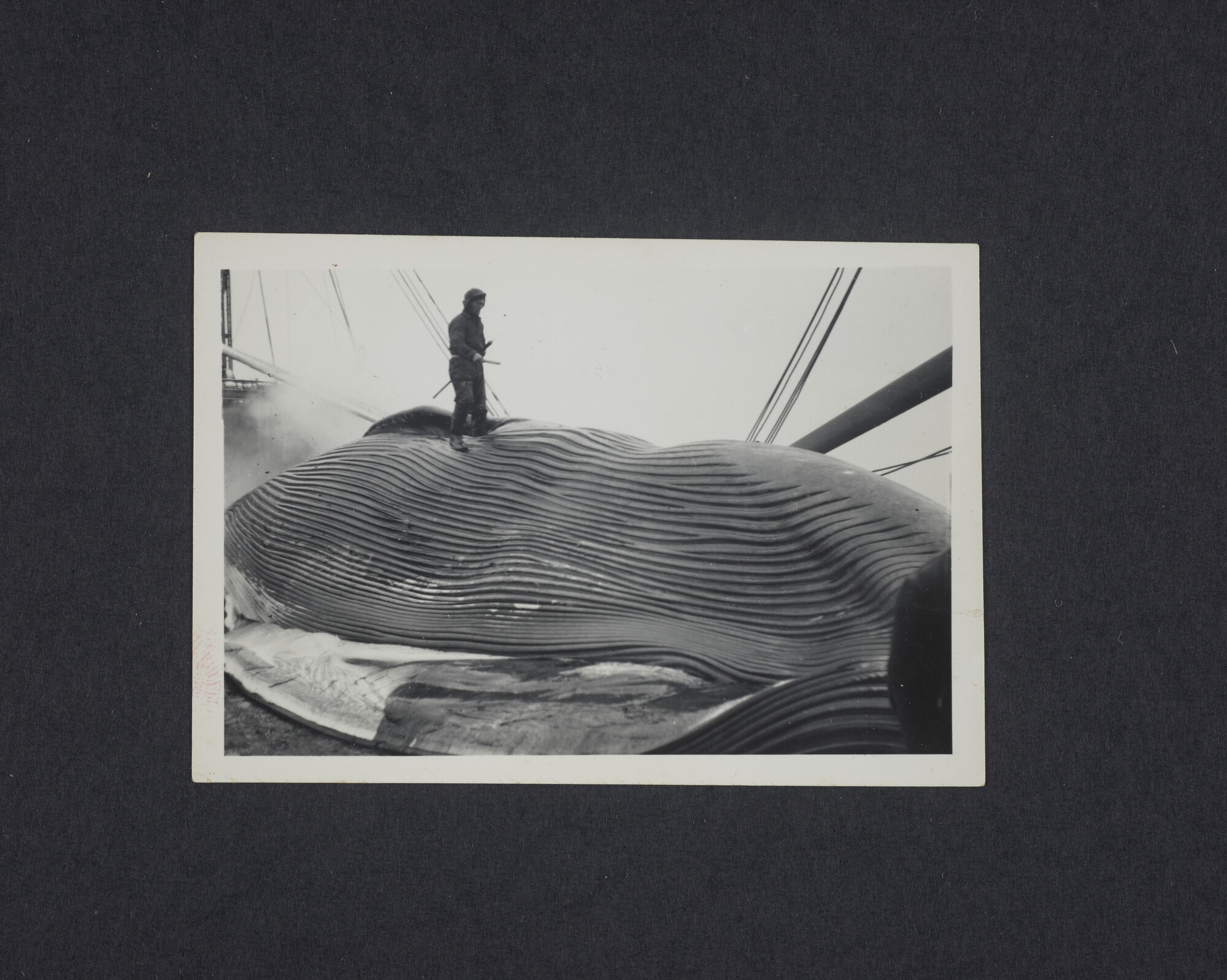 2016.2639; Zwart-wit foto van een dode vinvis a/b de Willem Barendsz (I); foto