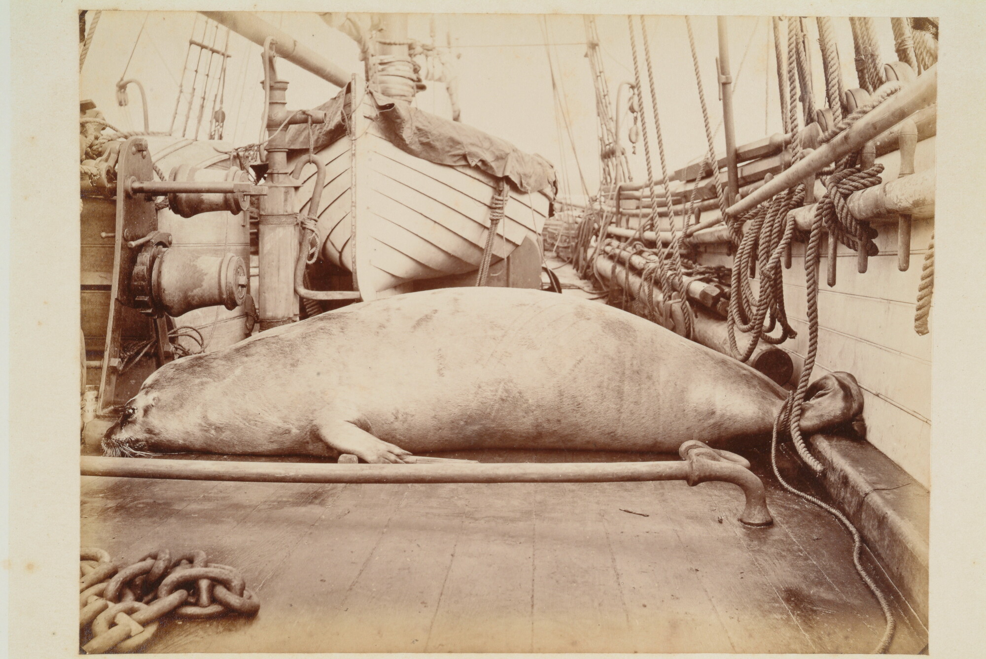 S.2956(08); Album met foto's van de Eerste Noordpoolexpeditie van de Willem Barents; fotoalbum