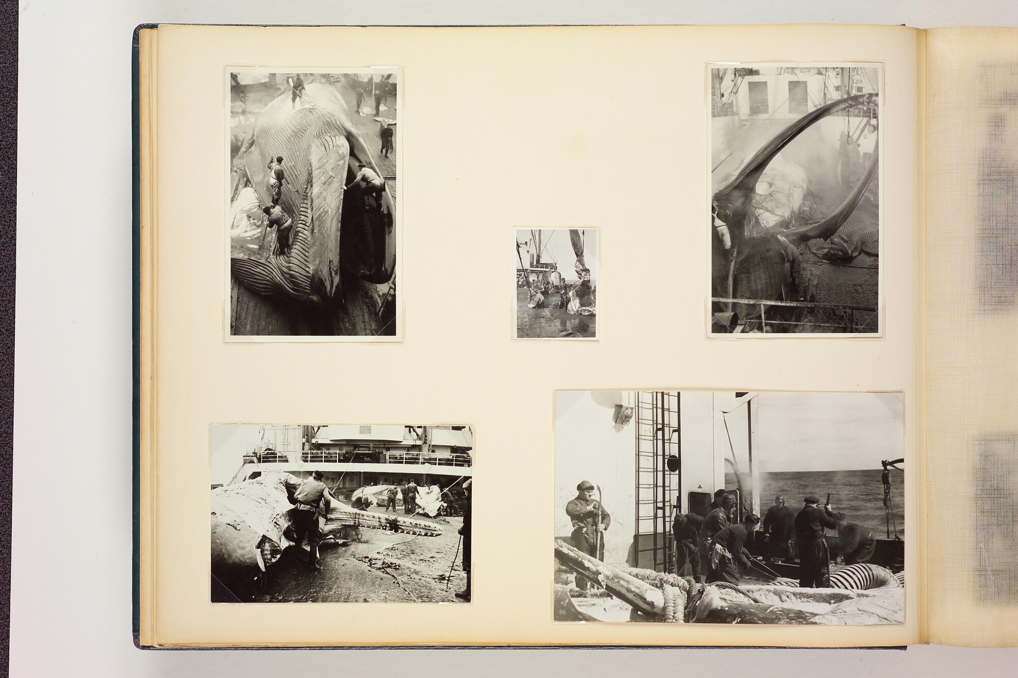 1990.0579; Tweede album met foto's van het walvismoederschip ms. Willem Barendsz (I); fotoalbum